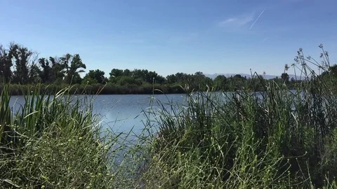 Tall Grass by a Pond Stock Footage 75592902