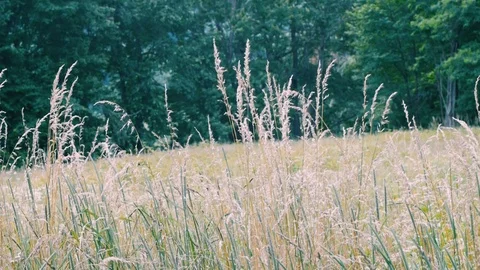 Tall grass in a prairie with trees in the background Stock Footage 99118112