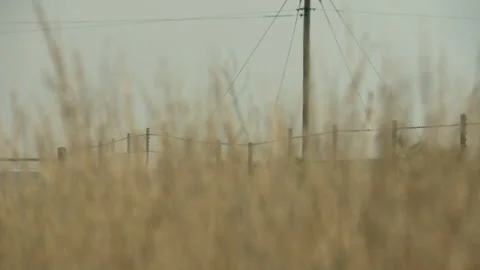 Tall grass rack focus Stock Footage 137606681