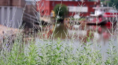 Tall Grass with River Boats Stock Footage 25037745