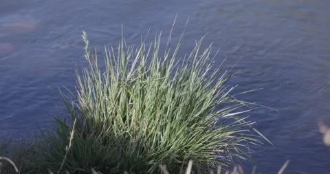 Tall Grass by River in Side Light with Subtle Handheld Motion Stockbeeldmateriaal 333599106
