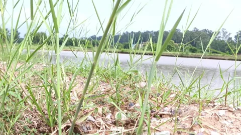 Tall Grass by Riverside Edge Stock-Footage 343909456