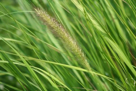 Tall grass seed Stock Photos
