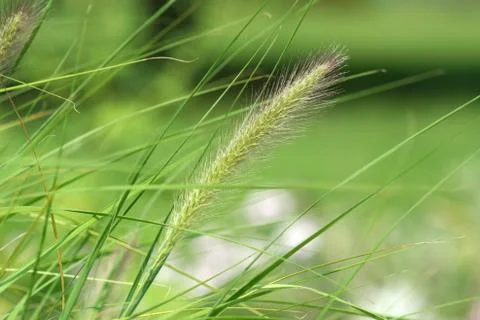 Tall grass seed Stock Photos