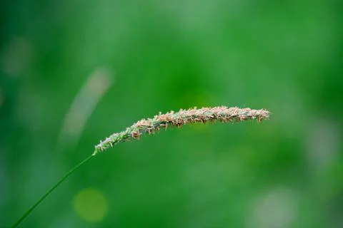 Tall Grass Seed Stock Photos