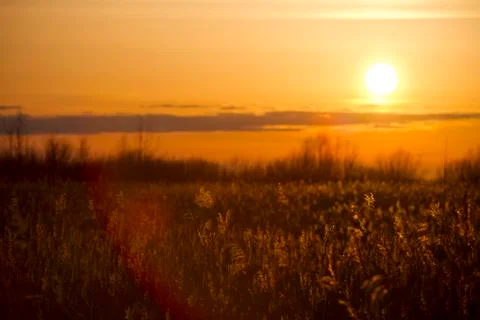 Tall grass with the setting sun on the background 写真素材