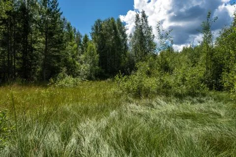 Tall grass shining in the sun's rays at the edge of the forest. Stock Photos