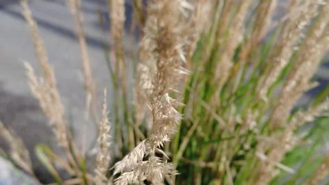 TALL GRASS ON SIDEWALK Video stock 187168157