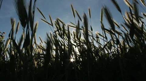 Tall Grass Silhouetted 動画素材 47623150