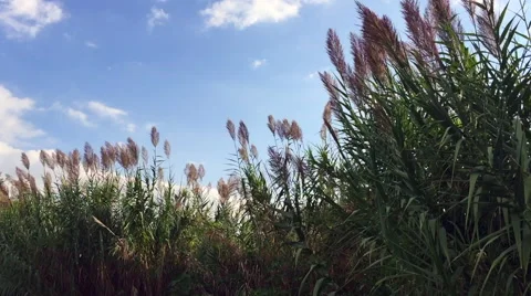 Tall grass with sky background Stock Footage 67896195