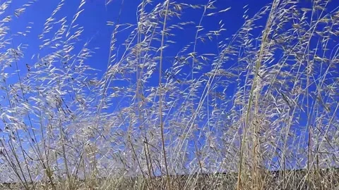 Tall Grass with sky in background Stock Footage 134592085