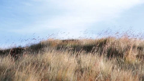 Tall Grass &amp; Sky Stock Footage 90864376