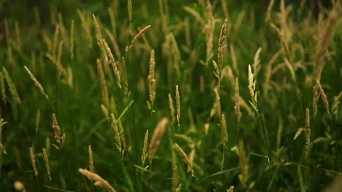Tall grass slow motion pan Vidéo 136540597