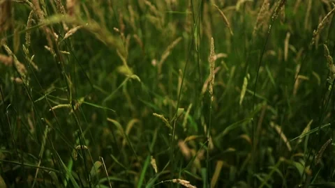Tall grass slow motion push Vidéo 136540340