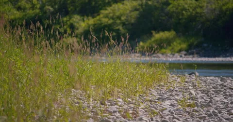Tall grass in slow motion on the stone shore of the river Stock Footage 130923049