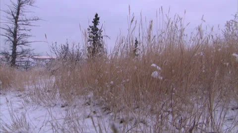Tall Grass in Snow Covered Field HD Video Stock Footage 25628443