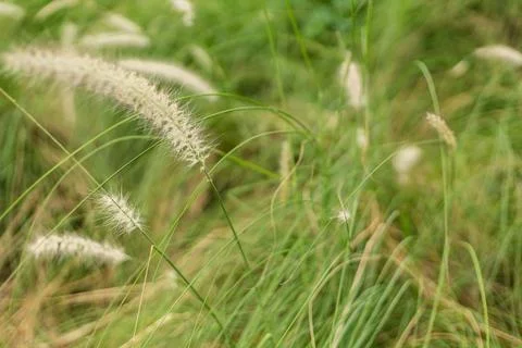 Tall grass with soft, feathery tips moves with the breeze in a green field .. Stock-Fotos