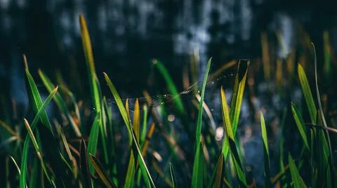 Tall grass with a spider's web Stock Photos