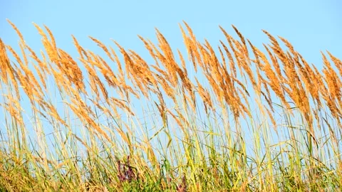 Tall grass spike blowing in the wind Stock Footage 171425562
