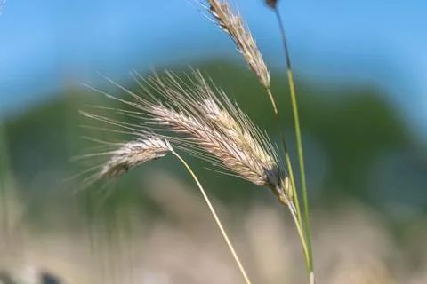 Tall grass spikelets dance in the warm sunlight against a backdrop of lush gr Stock Photos