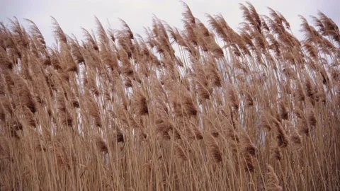 Tall grass with spikelets move in the wind Vídeos de archivo 192464530