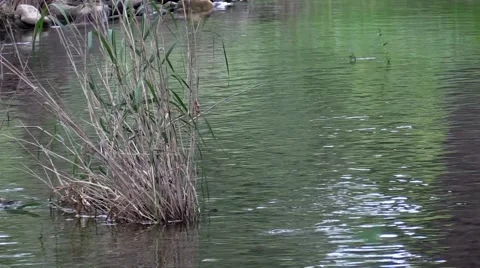 Tall grass in the spring fed water in a stream Stock Footage 53311925