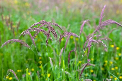 Tall grass at springtime Stock Photos