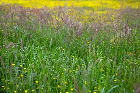 Tall grass at springtime Stock Photos