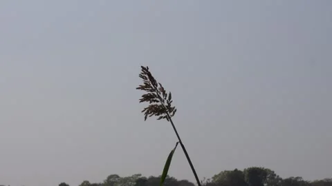 Tall Grass Stem Against Clear Sky 스톡 동영상 332571705