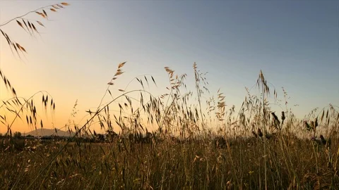 The tall grass stems move with the wind at sunset. Stock Footage 129963109