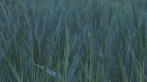 Tall grass stems sway in wind on field in spring evening Video stock 265780607
