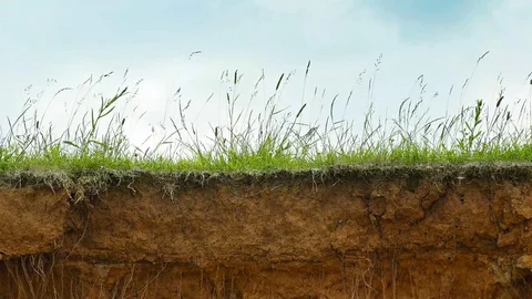 Tall Grass Stirring in the Wind on a Cliff Edge. 1080p FullHD footage Видео 74982486