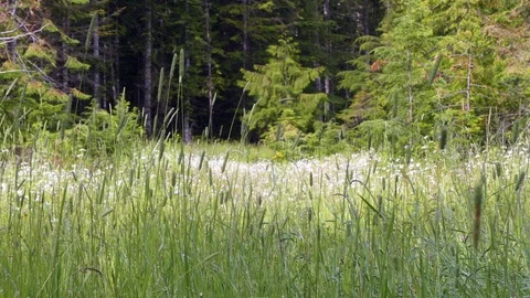 Tall grass in summer breeze Stock Footage 111885937