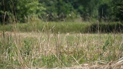 Tall grass in summer breeze Stock Footage 152659638