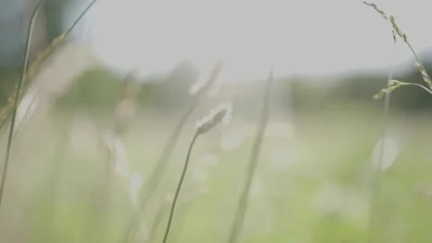 Tall Grass In Summer Stock Footage 229781263