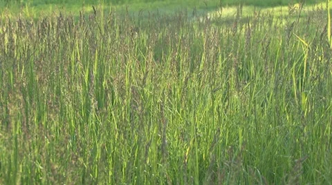 Tall Grass in Sun slider Stock Footage 8536542