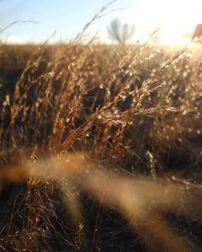 Tall Grass In Sunlight Stock Photos