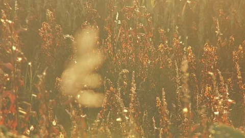 Tall grass in sunlight rack focus Stock Footage 74096895