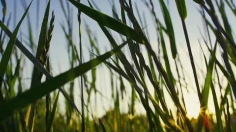 Tall grass sunset field closeup. Stock-Footage 306649694