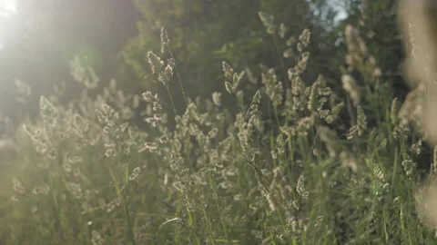 Tall Grass at Sunset Video stock 155469799