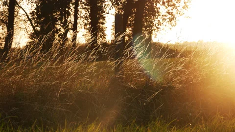 Tall grass at sunset with gold light effect Stock Footage 89711445