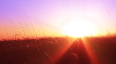 Tall Grass at sunset No.1 Video stock 48753521