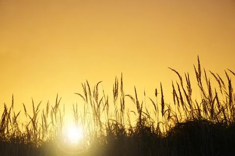 The tall grass at sunset Stock Photos