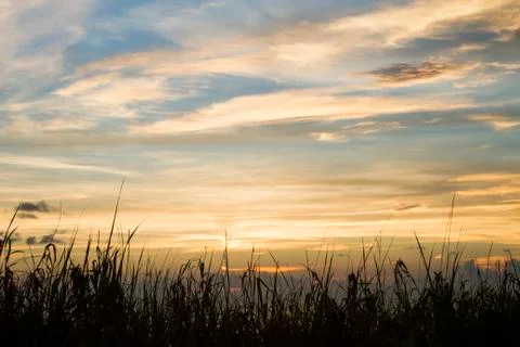 Tall Grass Sunset Stock Photos