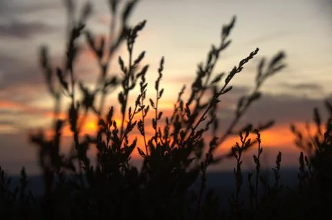 Tall grass at Sunset Stock Photos