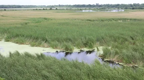 Tall Grass In Swamp Field Stock Footage 26846434