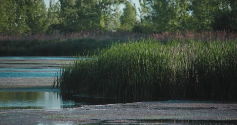 Tall grass in a swamp 스톡 동영상 130992851