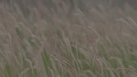 The Tall Grass Sway with the wind Stock Footage 260334718