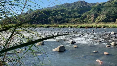 Tall Grass Swaying Above A Shallow Stream Below Green Mountains In Nantou Stock Footage 342830807