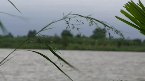 Tall grass is swaying Stock Footage 316234778